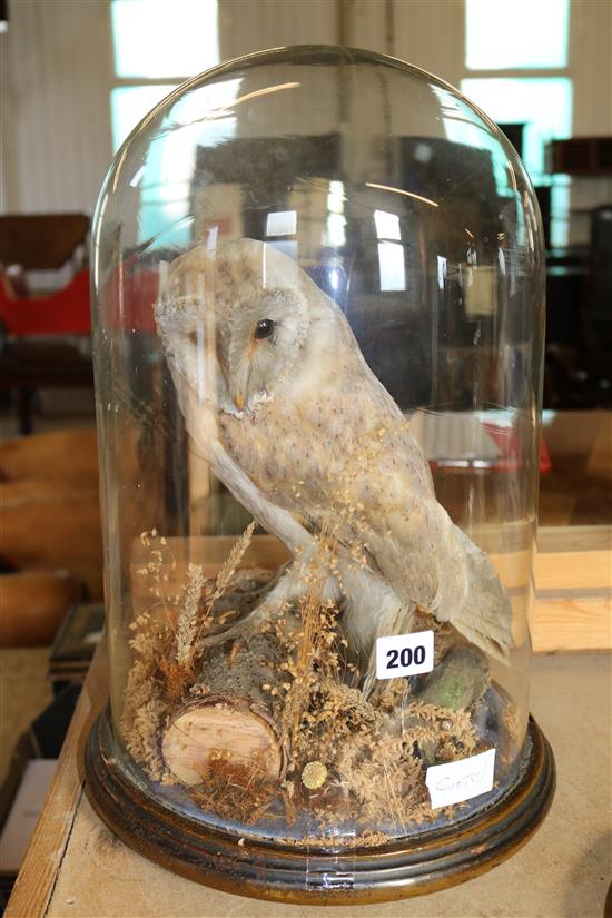 Taxidermy barn owl under glassdome